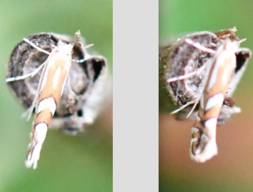 Phyllonorycter sp.